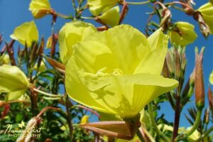 Parlagi ligetszépe — sajnos a kép nem jelenik meg